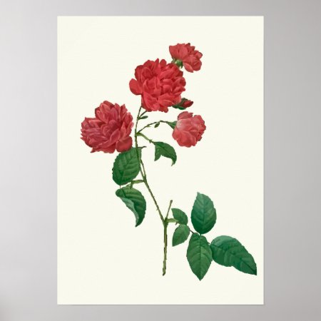 Vintage Red Roses Botanical Print