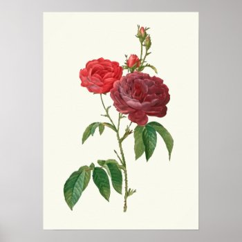Vintage Red Roses Botanical Print by jardinsecret at Zazzle