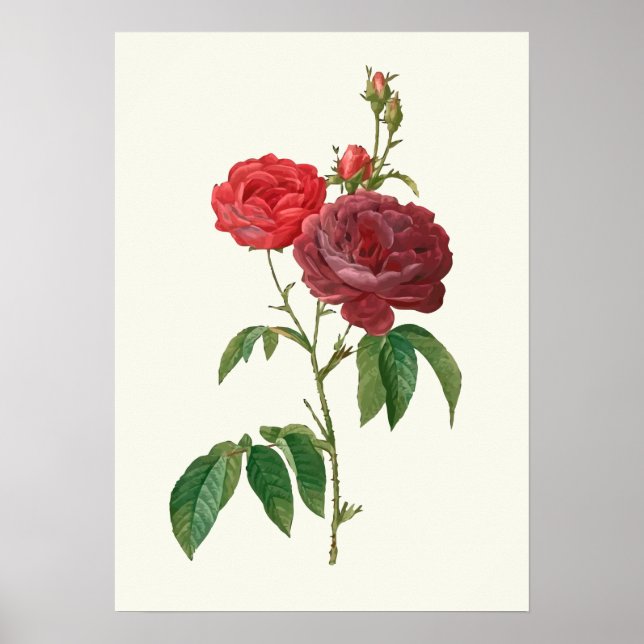 Vintage Red Roses Botanical Print (Front)