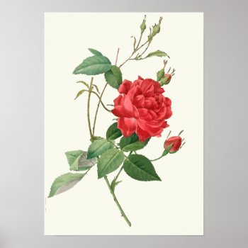 Vintage Red Roses Botanical Print by jardinsecret at Zazzle