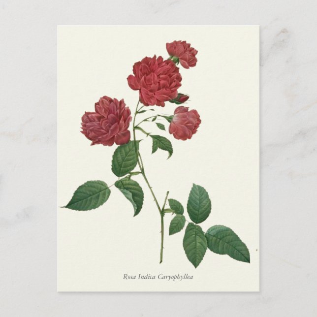 Vintage Red Roses Botanical Print Postcard (Front)
