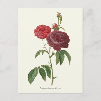 Vintage Red Roses Botanical Print Postcard by jardinsecret at Zazzle