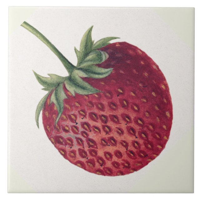 Vintage Red Strawberry Berry Illustration  Ceramic Tile (Front)
