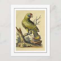 Vintage Red-Tailed Amazon Parrot Bird