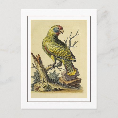  Vintage Red_Tailed Amazon Parrot Bird Postcard