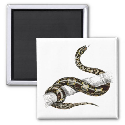 Vintage red_tailed boa snake magnet