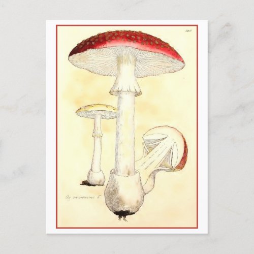 Vintage Red Toadstool  Mushroom Illustration Postcard