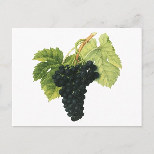 Vintage Red Wine Organic Grape Cluster Food Fruit Postcard