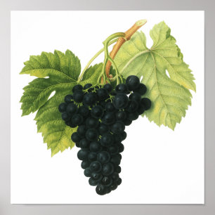 Vintage Red Wine Organic Grape Cluster, Food Fruit Poster