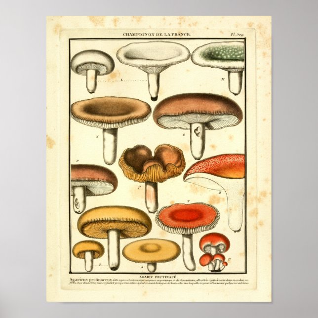 Vintage Red Yellow Green Mushrooms French Print (Front)