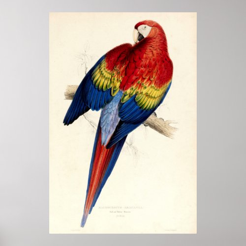 Vintage Red  Yellow Macaw Parrot by Edward Lear Poster
