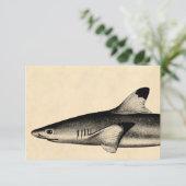 Vintage Reef Shark Illustration Black Tipped (Standing Front)