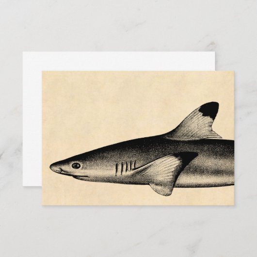 Vintage Reef Shark Illustration Black Tipped (Front/Back)