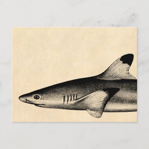 Vintage Reef Shark Illustration Black Tipped Postcard