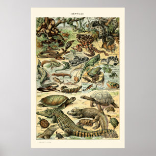 Vintage Reptiles by Adolphe Millot Poster