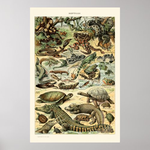 Vintage Reptiles by Adolphe Millot Poster