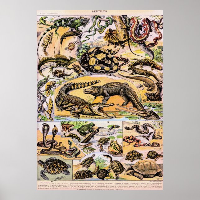 Vintage Reptiles Illustration by Adolphe Millot  Poster (Front)
