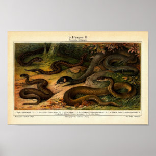 Vintage Reptiles Illustration Poster