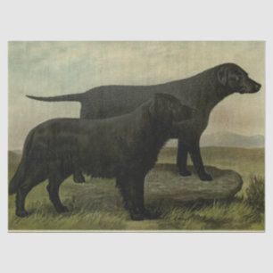 Vintage Retrievers Tissue Paper