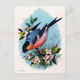 Vintage Retro Bird on a Branch Postcard