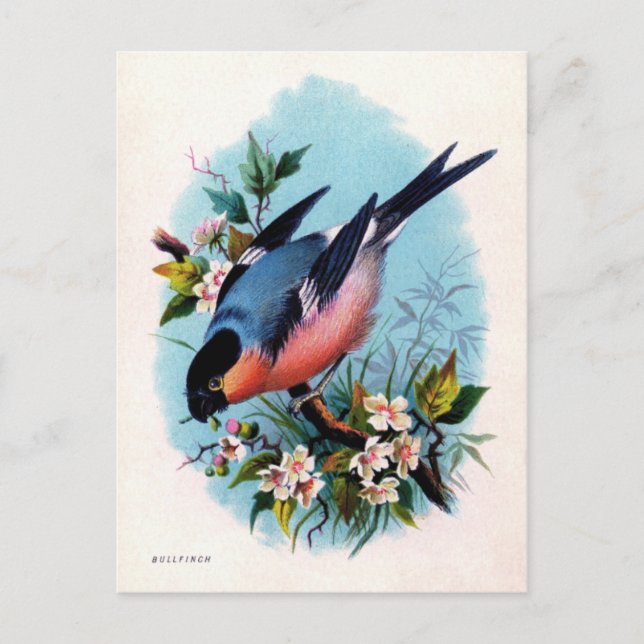 Vintage Retro Bird on Branch Postcard (Front)