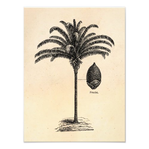 Vintage Retro Brazilian Palm Tree Template Palms Photo Print