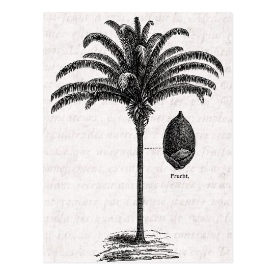 vintage retro brazilian palm tree template palms postcard zazzle com