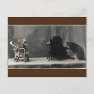 Vintage Retro Cat Photo Taking Postcard