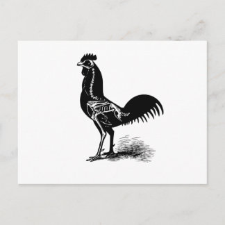 Vintage Retro Chicken Anatomy Sketch Postcard