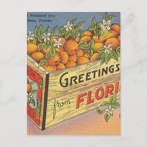 Vintage Retro Florida Oranges Postcard