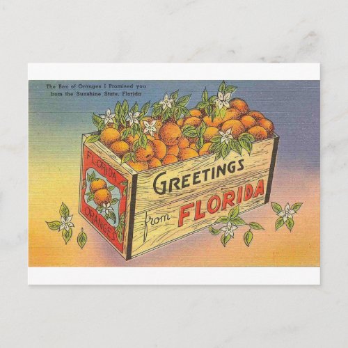 Vintage Retro Florida Oranges Postcard