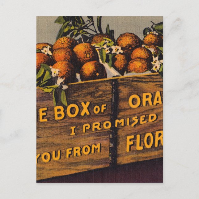 Vintage Retro Florida Oranges Postcard (Front)