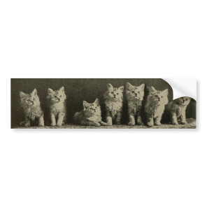 Vintage Retro Old Timey Kittens Kitties Cats Bumper Sticker