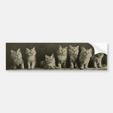 Vintage Retro Old Timey Kittens Kitties Cats Bumper Sticker
