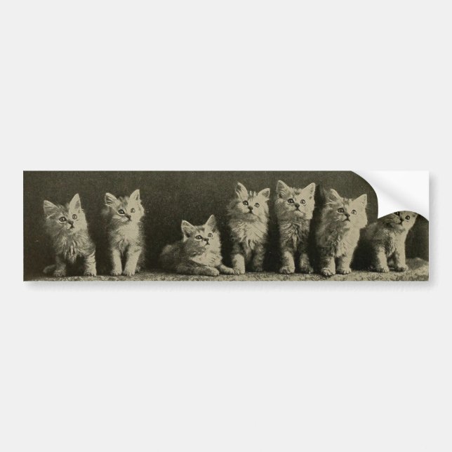 Vintage Retro Old Timey Kittens Kitties Cats Bumper Sticker (Front)