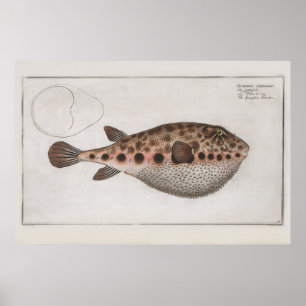 Vintage Retro Puffy Fish Zoological Drawing Poster