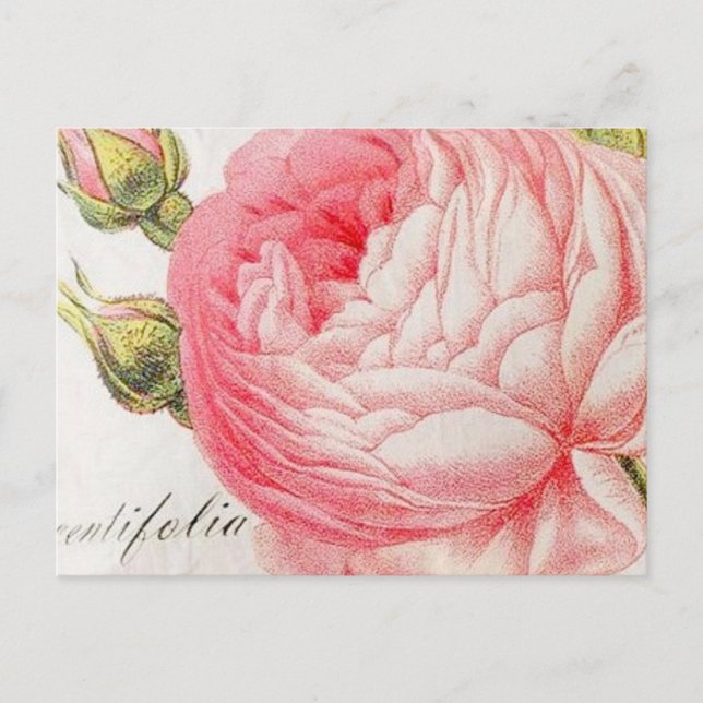 Vintage retro romantic valentines rose holiday postcard (Front)