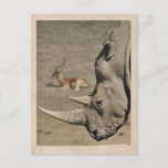 Vintage Rhino Postcard at Zazzle