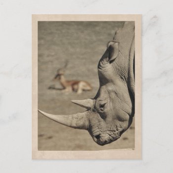 Vintage Rhino Postcard by AestheticallySmitten at Zazzle