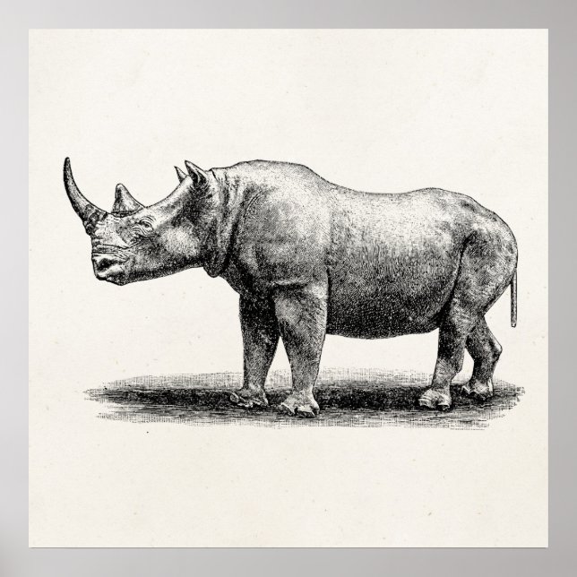 Vintage Rhinoceros Illustration Rhino Rhinos Poster (Front)