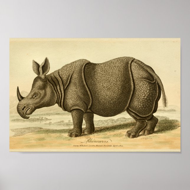 Vintage Rhinoceros Natural History Print (Front)