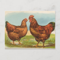 Vintage Rhode Island Red Chicken Postcard