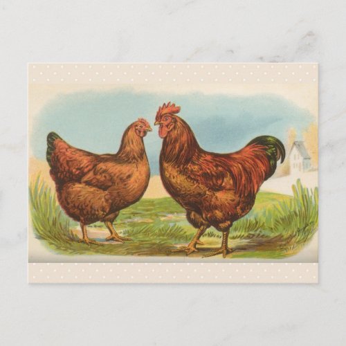 Vintage Rhode Island Red Chicken Postcard