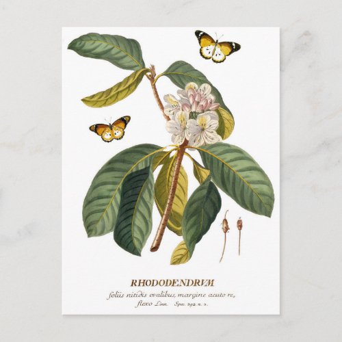 Vintage Rhododendron Floral Print Postcard