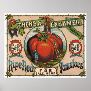 Vintage Ripe Red Tomatoes Poster