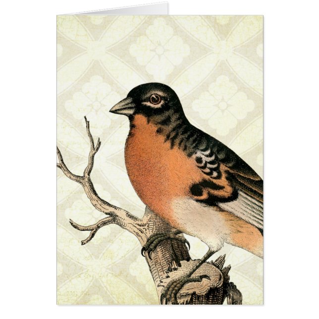 Vintage Robin Cards (Front)