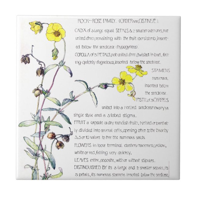 Vintage Rock Rose Wildflower Flowers Tile (Front)