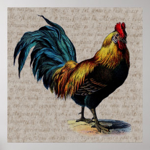 Vintage Rooster and Antique Text Collage - Custom Poster