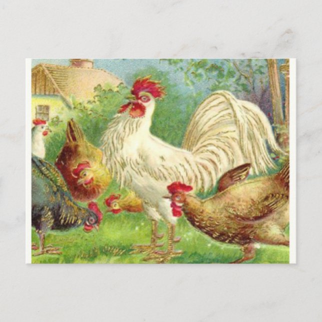 Vintage Rooster and Chickens Postcard (Front)