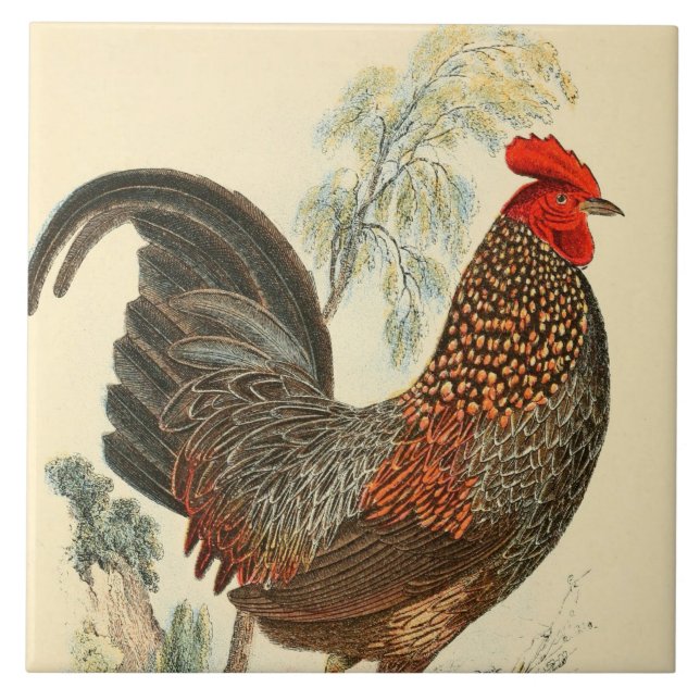 Vintage rooster decor ceramic tile (Front)